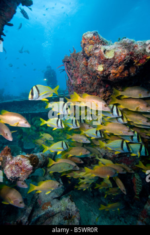 Fischschwärme auf dem Benwood Wrack, Key Largo, Florida. Stockfoto