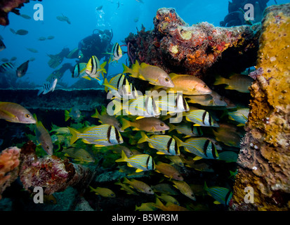 Fischschwärme auf dem Benwood Wrack, Key Largo, Florida. Stockfoto