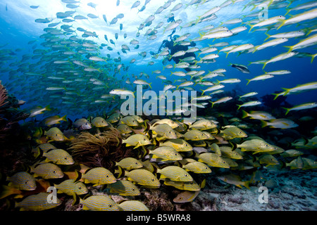 Fischschwärme auf Snapper Sims, Key Largo, Florida Stockfoto