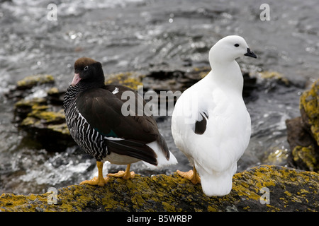 Männliche und weibliche Kelp Gänse (Chloephaga Hybrida Malvinarum), Kadaver Island, Falkland-Inseln Stockfoto