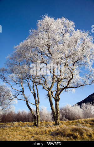 Laub Silberbirke weiß mit Reif Frost eisig Frostbaum im Februar, unter dem Gefrierpunkt in Scottish Glen, Cairngorms National Park, Schottland UK Stockfoto