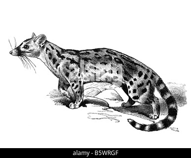 Civet, Ordnung Carnivora Familie Viverridae Stockfoto