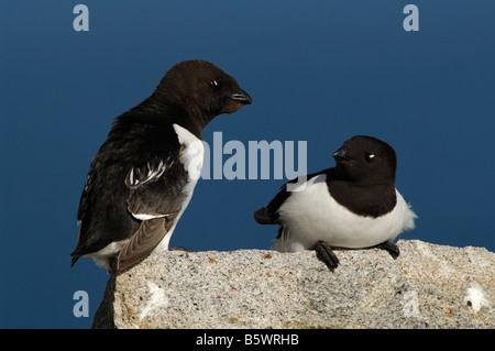 Little Auk oder Dovekie (Alle Alle) Stockfoto