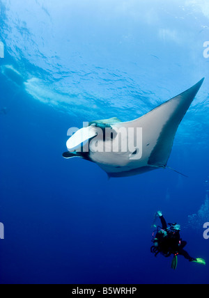 Taucher und Pacific Manta (Manta Hamiltoni), Socorro Inseln Stockfoto