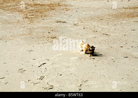 Drei Muscheln kleben in den Sand am Strand am Meer in Jacksonville Beach, Florida Stockfoto