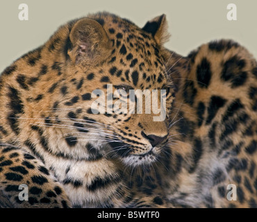 Juvenile Amur-Leopard (Panthera Pardus Orientalis) "Kiska" im Marwell Zoo, Hampshire, England Stockfoto