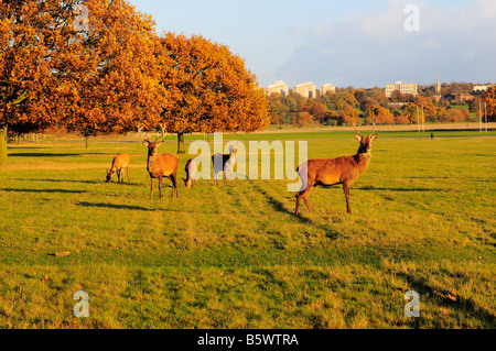 Reh im Richmond Park, Richmond Upon Thames, Surrey Stockfoto
