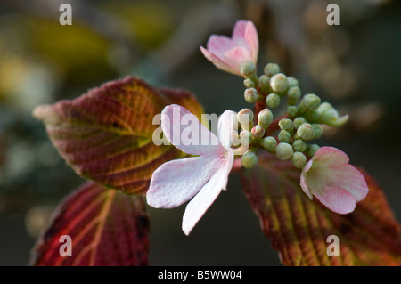 Nahaufnahme von Viburnum Plicatum Pink Beauty zur Blüte kommen Stockfoto