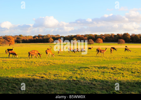 Rehe grasen im Richmond Park Richmond nach Themse Surrey UK Stockfoto