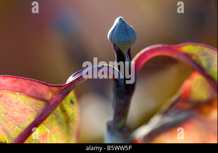 Nahaufnahme einer Knospe Cornus "Florida Sweetwater" im winter Stockfoto