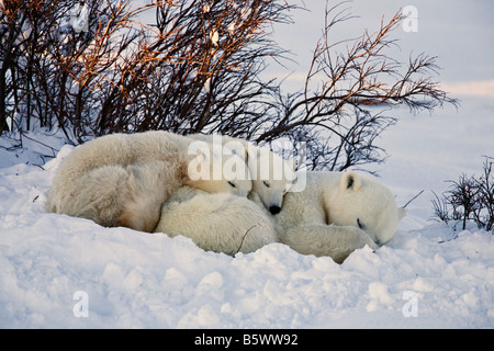 Eisbär hockte mit ihren zwei jungen in einer Schneeverwehung durch einige Weiden am Ufer des Wapusk-Nationalpark, Manitoba, Kanada Stockfoto