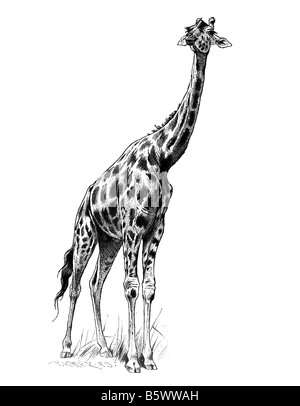 Giraffe (Giraffa Plancius), Familie Giraffidae Gattung Giraffa Stockfoto