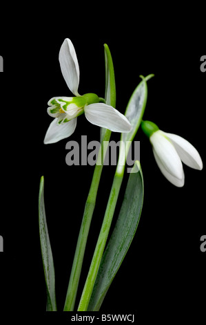 Weißen Schneeglöckchen Blüten auf schwarzem Hintergrund isoliert Stockfoto