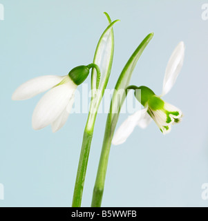 Weiße Schneeglöckchen Blüten auf hellblauem Hintergrund Stockfoto