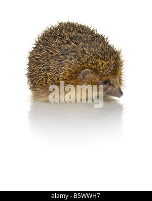 Ein Igel Stockfoto