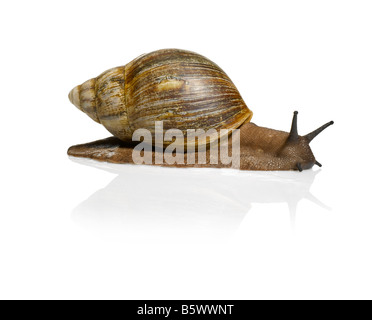 Eine riesige afrikanische Schnecke Stockfoto