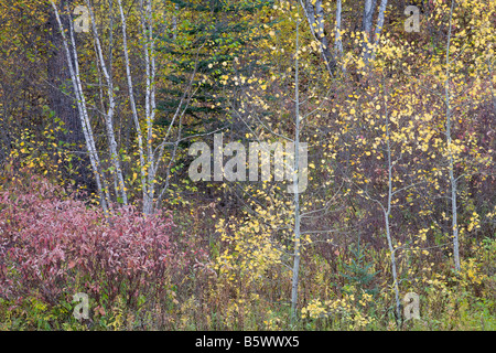 herbstliche Bäume in kleinen Spearfish Canyon, Black Hills National Forest, South Dakota Stockfoto