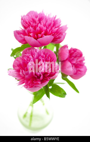 Cerise Pink Pfingstrose Blumen in Glasvase Stockfoto