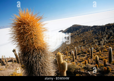 Isla Pescadores oder der Kaktus Insel in der Mitte der Salar de Uyuni in Bolivien. Stockfoto