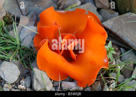 ORANGE PEEL FUNGUS Aleuria Aurantia CLOSE UP Stockfoto