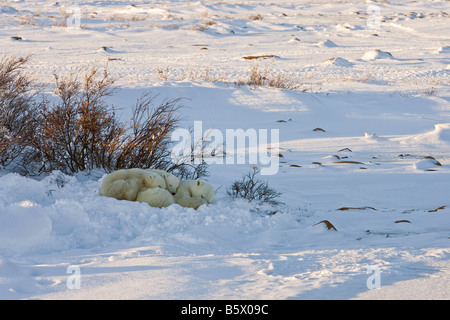 Eisbär hockte mit ihren zwei jungen in einer Schneeverwehung durch einige Weiden am Ufer des Wapusk-Nationalpark, Manitoba, Kanada Stockfoto