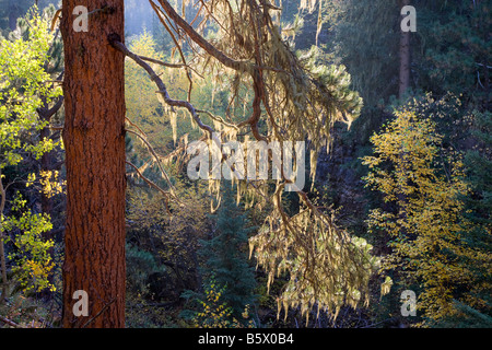 Ponderosa Pine moosbedeckten in Little Spearfish Canyon, Black Hills National Forest, South Dakota Stockfoto