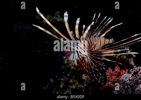 Eine gemeinsame Rotfeuerfisch (Pterois Volitans) betrachtet misstrauisch die Kamera aus einem Riff in der Nähe von Big Brother-Insel im Roten Meer. Stockfoto