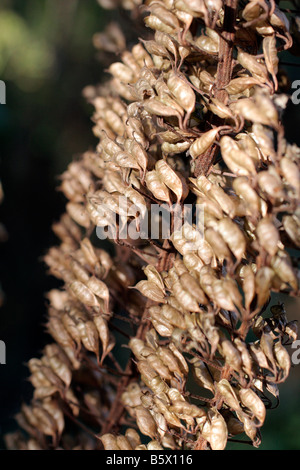 ACTAEA RACEMOSA AGM SEEDHEADS SYN CIMICIFUGA RACEMOSA Stockfoto