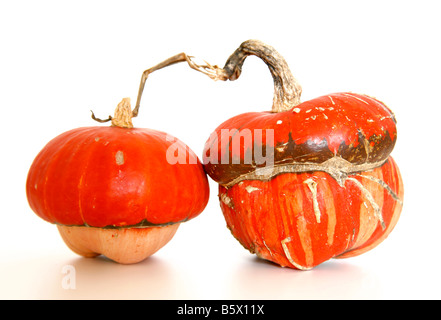 zwei orange farbige Kürbisse auf weißen Hintergrund isoliert Stockfoto