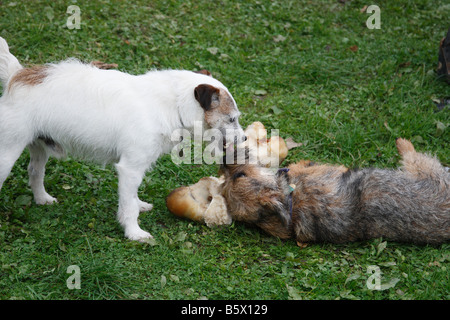 JACK RUSSEL UND DEVOT BORDER TERRIER MIT KNOCHEN Stockfoto