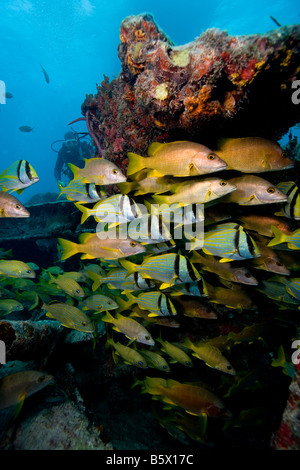 Fischschwärme auf dem Benwood Wrack, Key Largo, Florida. Stockfoto