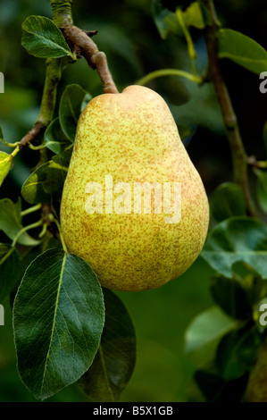 REIFE WILLIAMSBIRNEN WÄCHST AUF DEM BAUM Stockfoto