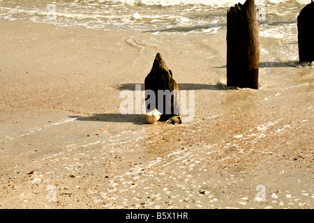 Drei der verfallenden hölzernen Pfählen mit zwei Conch Muscheln wird von Wellen im Meer an einem Strand in Florida weggespült Stockfoto