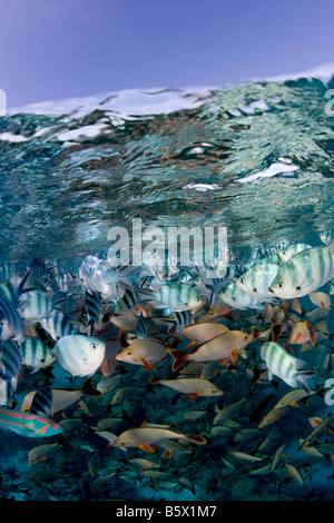 Tropische Fische Wirbel unter der kristalline Oberfläche der Südsee Stockfoto