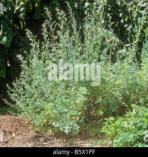 Absinth Wermut / Artemisia Absinthium Stockfoto