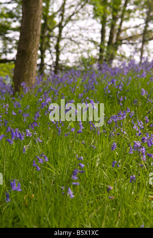 Bluebell Holz am Oxley Bank, Yorkshire Sculpture Park, Bretton, West Yorkshire, Großbritannien Stockfoto