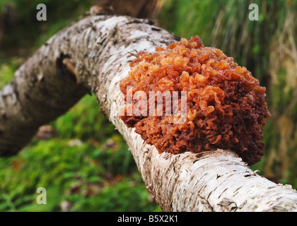 Große Büschel von Tremella Mesenterica (gelbe Gehirn Pilz) wachsen an der Seite einer Silber Birke in einem britischen Laubholz Stockfoto