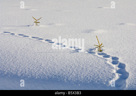 Tierspuren und Nadelbaum Baumkronen im Tiefschnee Valdres Norwegen Stockfoto