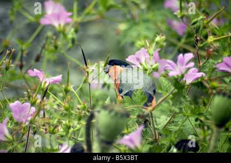 Gimpel Fütterung auf Seedheads Geranien Blumen Stockfoto