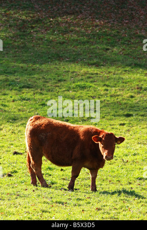 South Devon Färse junge rote Kuh im sonnigen Bereich auf privaten Ackerland South Devon England allein stehend Stockfoto