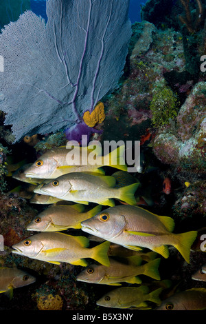 Eine Schule der Schulmeister-Schnapper (Lutjanus Apodus) ausgerichtet, in der Nähe von einem gemeinsamen Gorgonien (Gorgonia Ventalina), Little Cayman. Stockfoto