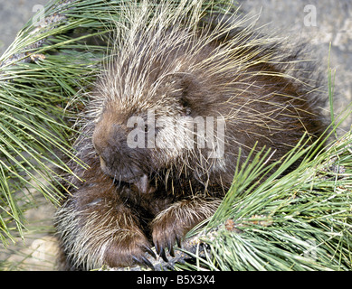 USA Amerika A Portrait der Urson Erethizon Dorsatum mit Stacheln errichtet. Stockfoto