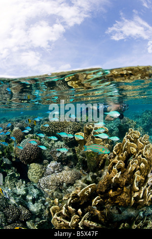 Bunte Tropenfische inmitten einer Coral Garden Stockfoto