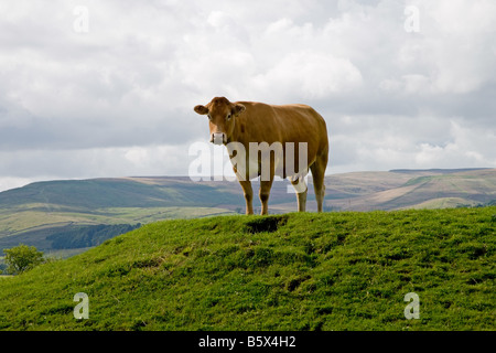 Eine Kuh steht auf einem Hügel in der Yorkshire Dales im Hintergrund eine hügelige Landschaft. Stockfoto