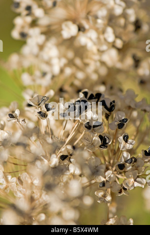 Eine tote Schnittlauch Pflanze mit Samen auf dem display Stockfoto