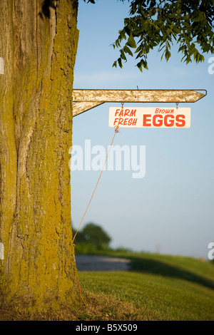 Ein Zeichen für Eiern zum Verkauf auf dem Bauernhof Stockfoto