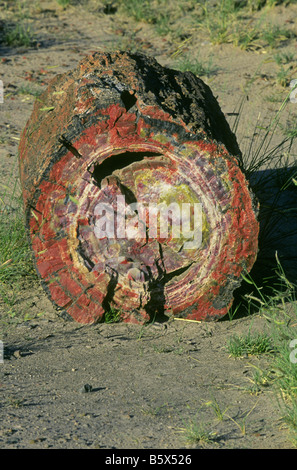 Riesige versteinerte Protokolle Wurf die Landschaft im Painted Desert, Petrified Forest National Park, Arizona. Stockfoto