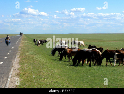 Wilde Pferde auf der Straße in der Nähe von der chinesischen und mongolischen Grenze Stockfoto