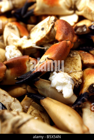 Krabbenfleisch zum Verkauf auf dem freien Markt in Brighton, Sussex UK Stockfoto