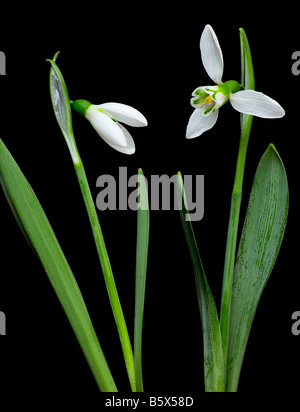 Weißen Schneeglöckchen Blüten auf schwarzem Hintergrund isoliert Stockfoto
